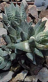 Haworthia_herrei - minuni ale naturii create de dumnezeu 7