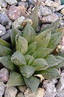 Haworthia_maculata - minuni ale naturii create de dumnezeu 7