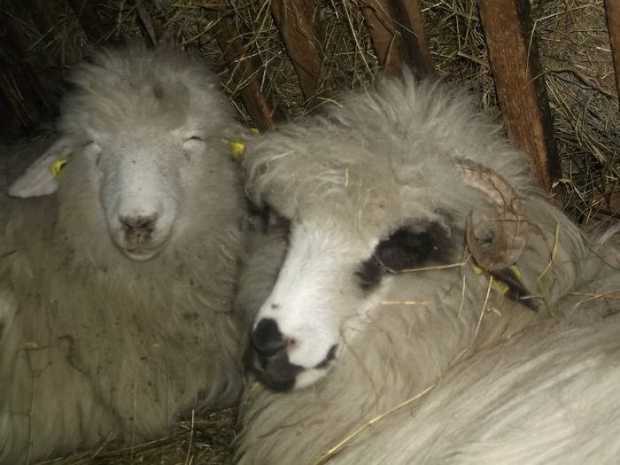 Picture 130 - 0000 Carlane 2O14