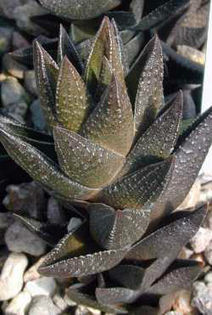 Haworthia_resendiana - minuni ale naturii create de dumnezeu 7