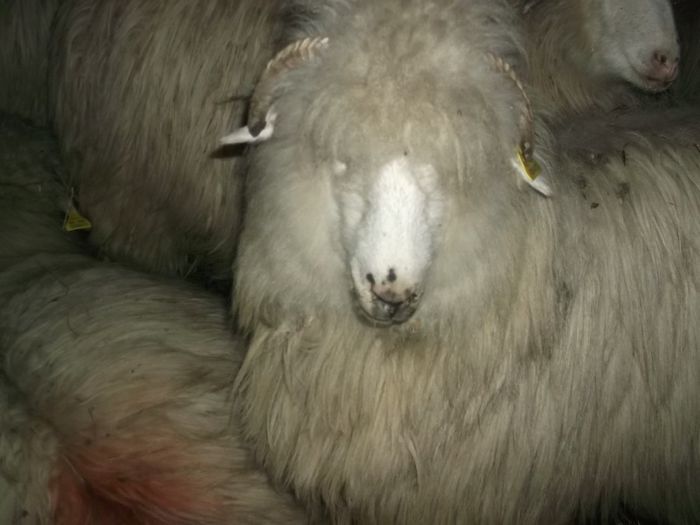 Picture 131 - 0000 Carlane 2O14