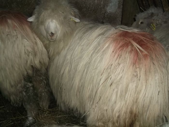 Picture 133 - 0000 Carlane 2O14