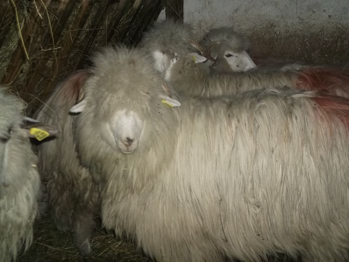 Picture 134 - 0000 Carlane 2O14