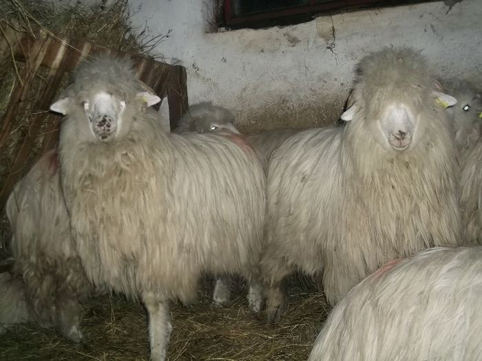 Picture 135 - 0000 Carlane 2O14