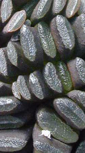 Haworthia_truncata_tenuis - minuni ale naturii create de dumnezeu 7