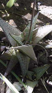 Haworthia_venosa