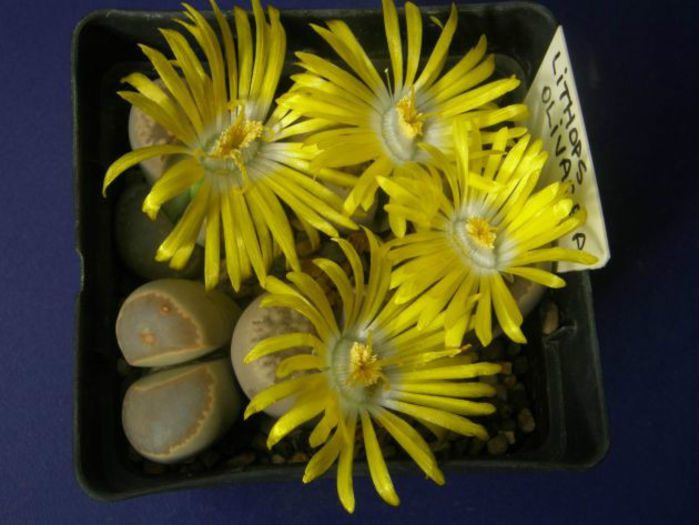 lithops olivacea - minuni ale naturii create de dumnezeu 7