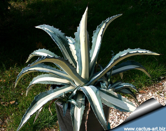 agave medio_picta_alba_810