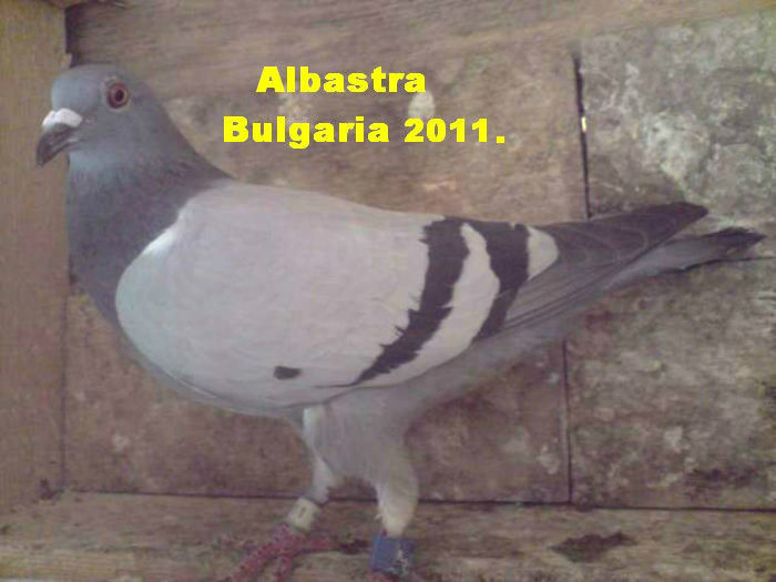 Bulgaroaica 2011; Data lui Ccosmin la schimb pe meulemansii de 2011
