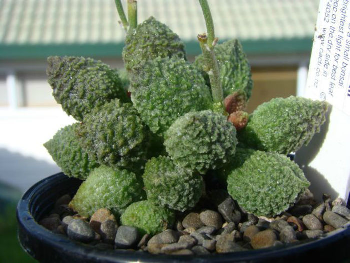 adromischus marianiae herrei green forme - minuni ale naturii create de dumnezeu 7