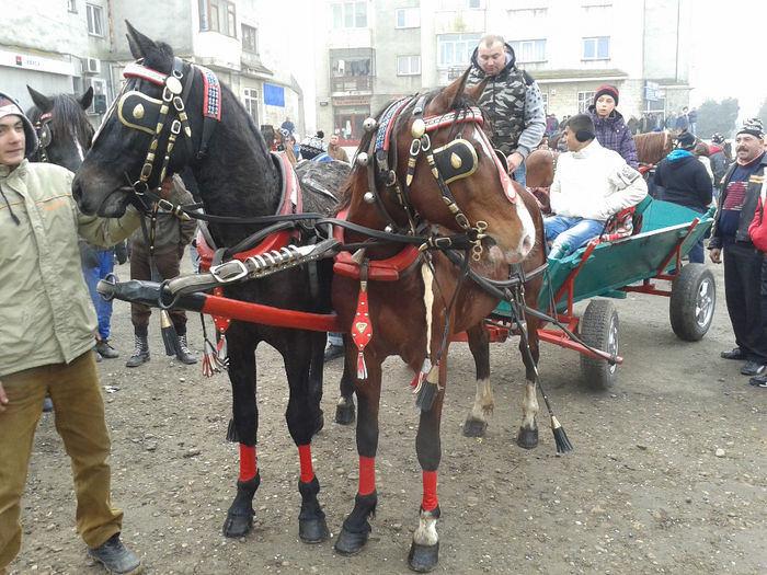 20140106_103644 - botezul cailor 2014