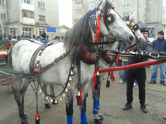 20140106_104035 - botezul cailor 2014