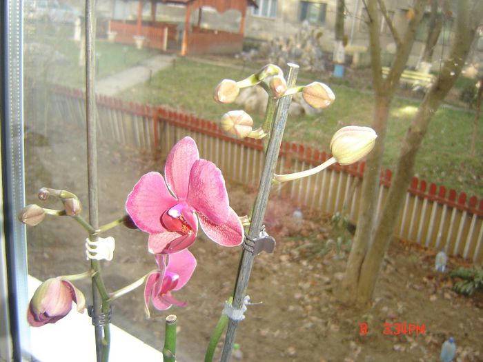 asa e ca-i frumoasa - orhidee