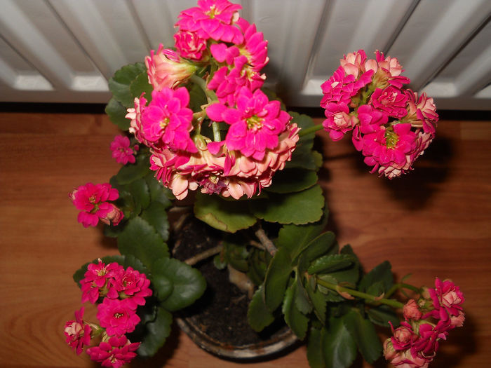 prima mea inflorescență