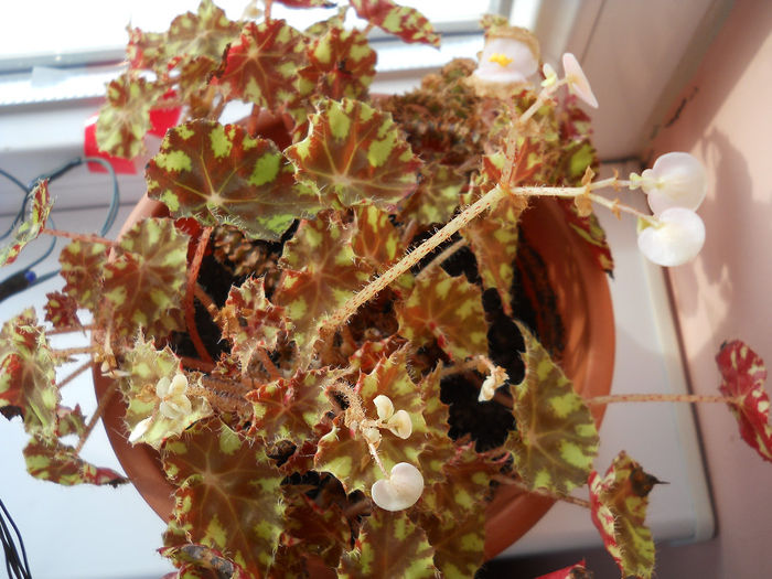 ș-a mea - Plante