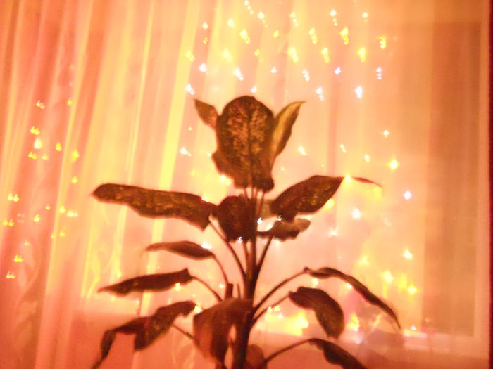 - Plante