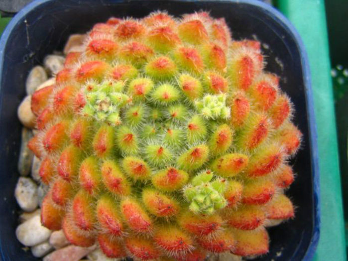 echeveria_setosa_2-t1 - minuni ale naturii create de dumnezeu 7