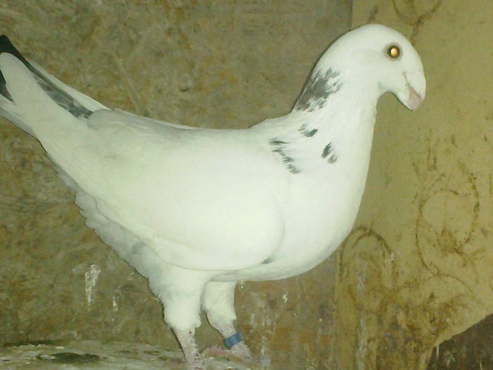 08012014539 - matca femele 2014