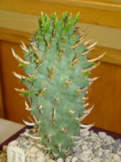euphorbia_fasciculata_2-t1 - minuni ale naturii create de dumnezeu 7