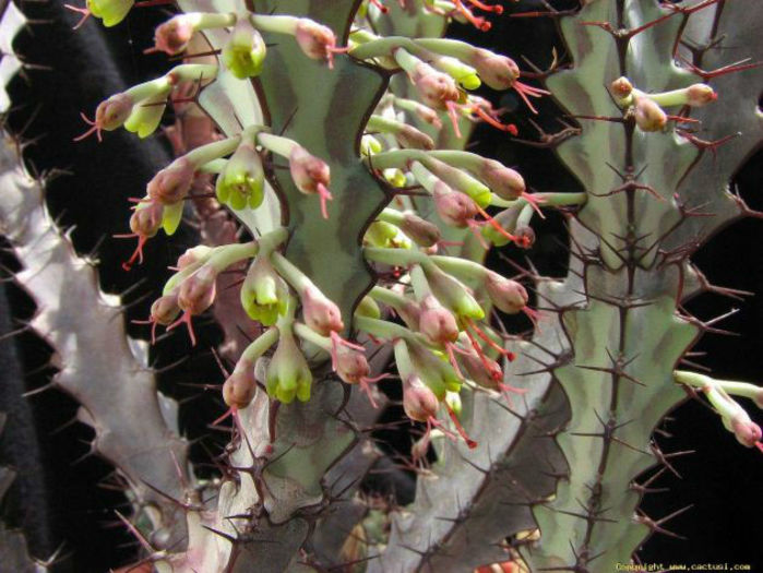 euphorbia_greenwayi_080519-t1 - minuni ale naturii create de dumnezeu 7