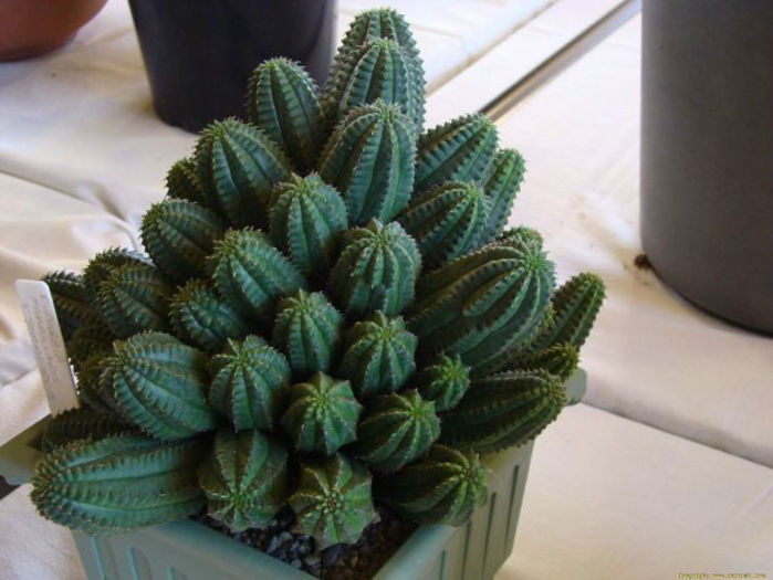 euphorbia_mammillaris_x_symmetrica-t1 - minuni ale naturii create de dumnezeu 7