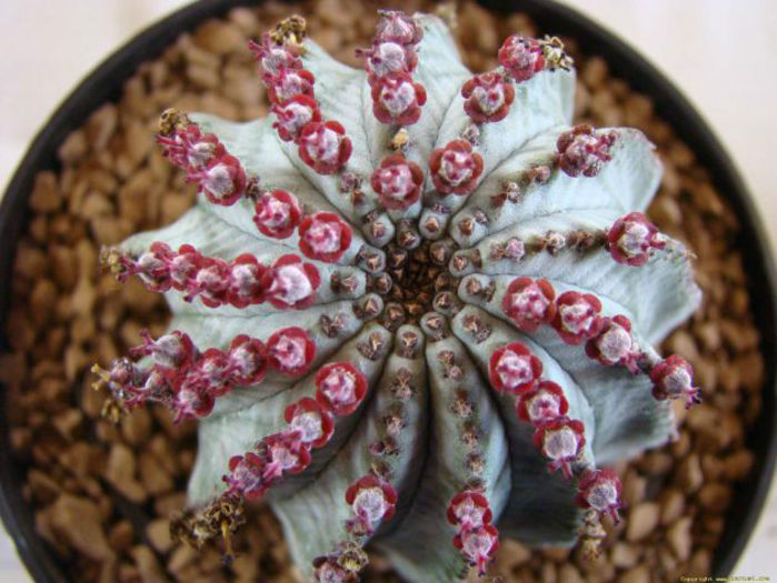 euphorbia_toxic_milkshake_3-t1 - minuni ale naturii create de dumnezeu 7