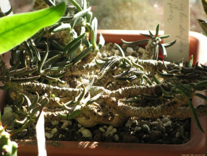 euphorbiaceae12