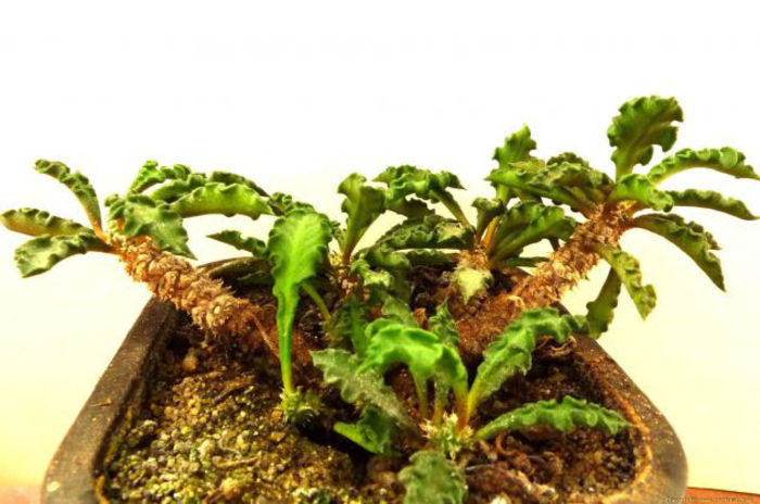 euphorbiaceae13 - minuni ale naturii create de dumnezeu 7