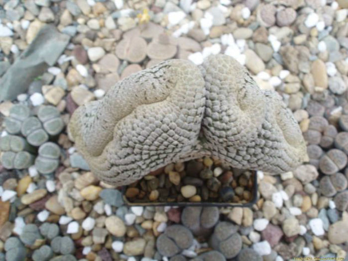 euphorbiaceae23 - minuni ale naturii create de dumnezeu 7