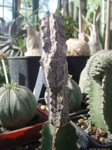 euphorbiaceae28 - minuni ale naturii create de dumnezeu 7