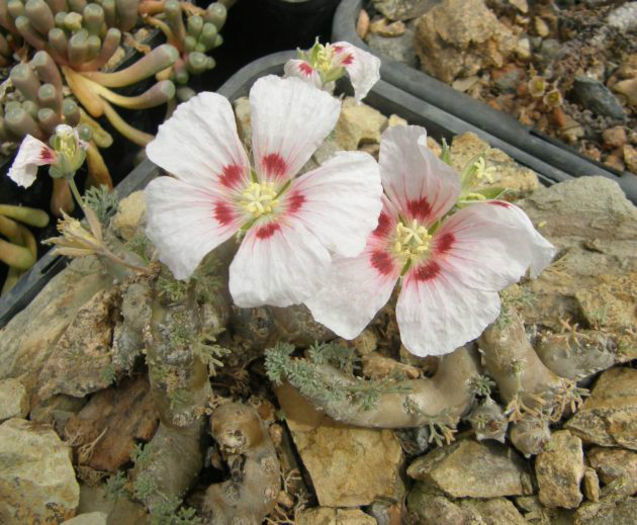 monsonia  peniculina - minuni ale naturii create de dumnezeu 7