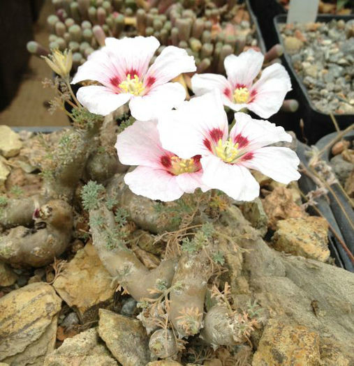 sarcocauculon peniculinum - minuni ale naturii create de dumnezeu 7