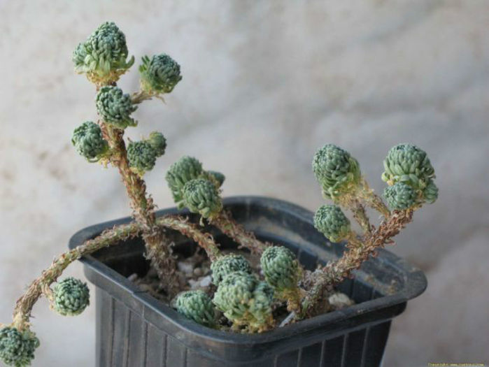 sedum multiceps - minuni ale naturii create de dumnezeu 7