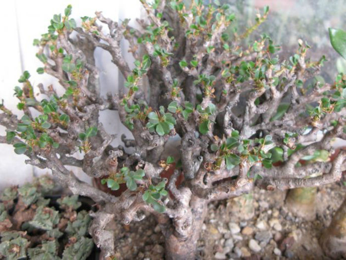 sorcocauculon vandereritiae - minuni ale naturii create de dumnezeu 7