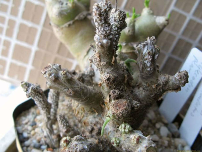 tylecodon pearsonii - minuni ale naturii create de dumnezeu 7