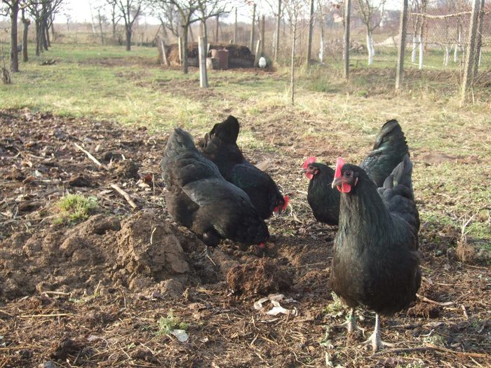 DSCF1205 - Australorp negru