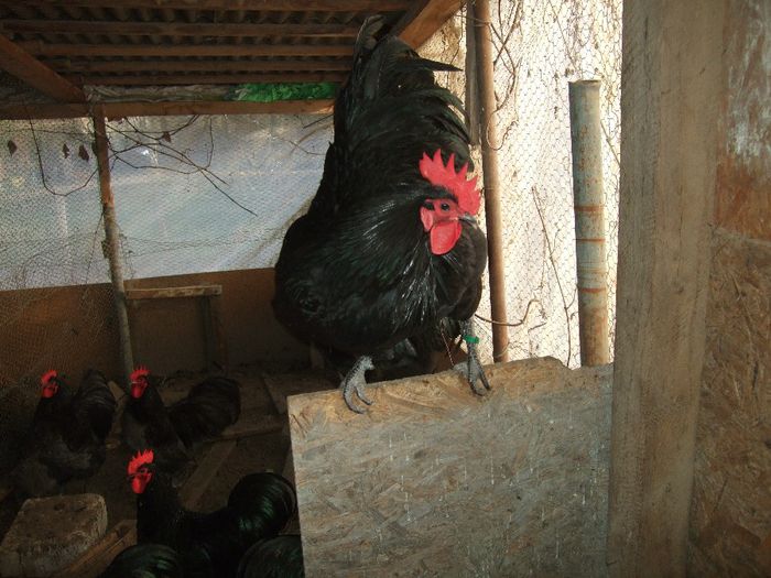 DSCF1233 - Australorp negru