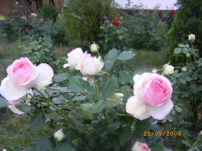 eden rose - casa de vacanta-trandafiri 2010