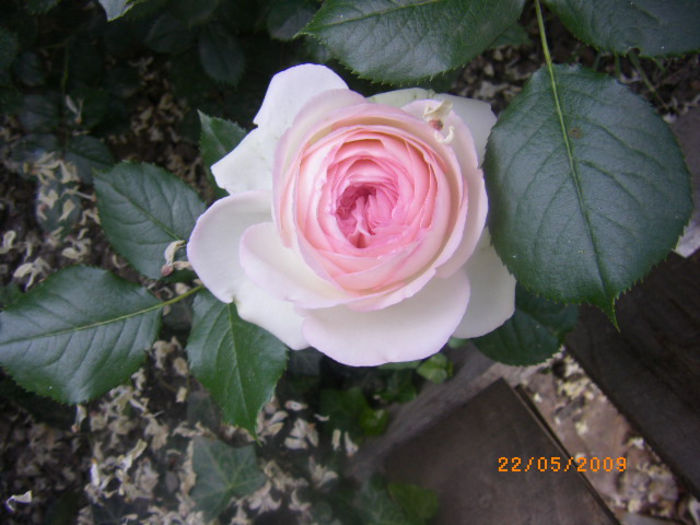 IMGP1757; eden rose
