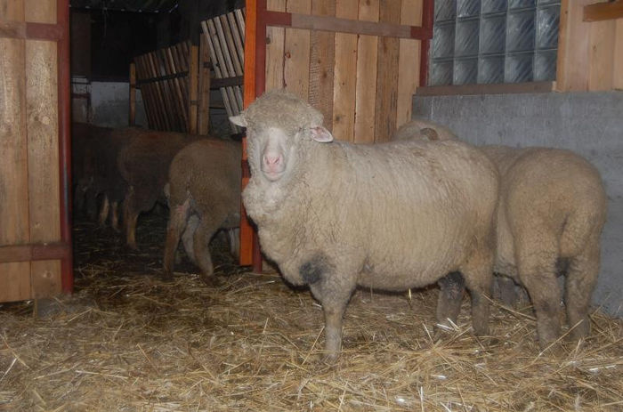 DSC_6052 - merinos