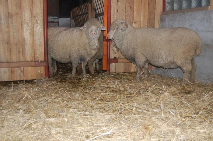 DSC_6073 - merinos