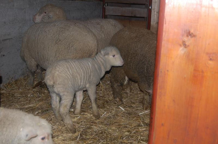 DSC_6086 - merinos