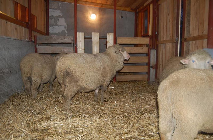 DSC_6099 - merinos