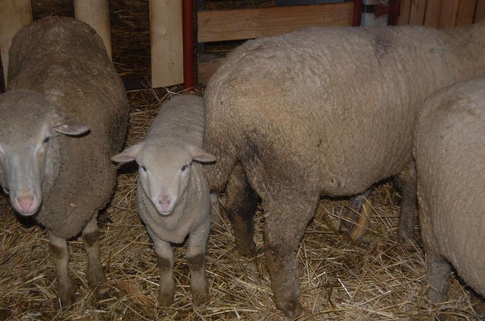 DSC_6161 - merinos