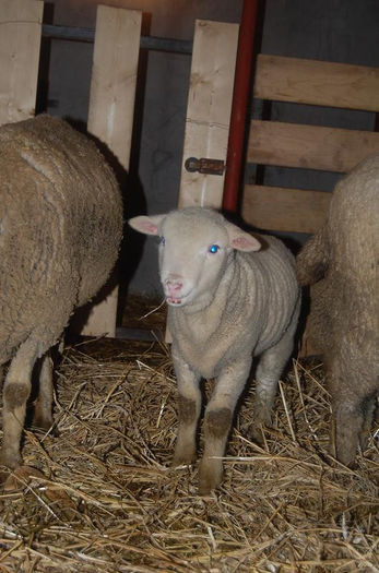 DSC_6171 - merinos