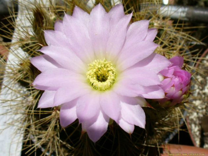acanthocalycium_violaceum_flm-t1 - minuni ale naturii create de dumnezeu 7