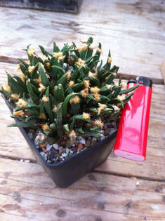 ariocarpus agavoides 1 - minuni ale naturii create de dumnezeu 7