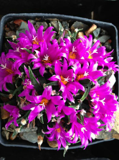 ariocarpus agavoides - minuni ale naturii create de dumnezeu 7