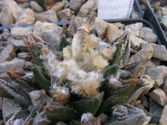 ariocarpus bravoanus - minuni ale naturii create de dumnezeu 7