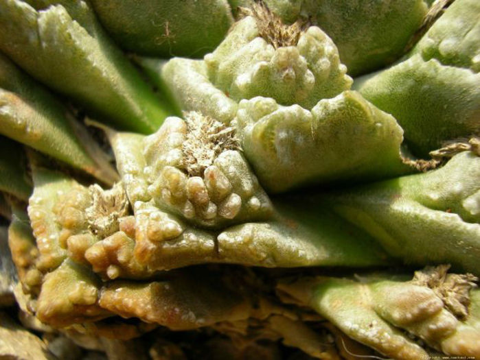 ariocarpus fissuratus var sb 513 - minuni ale naturii create de dumnezeu 7